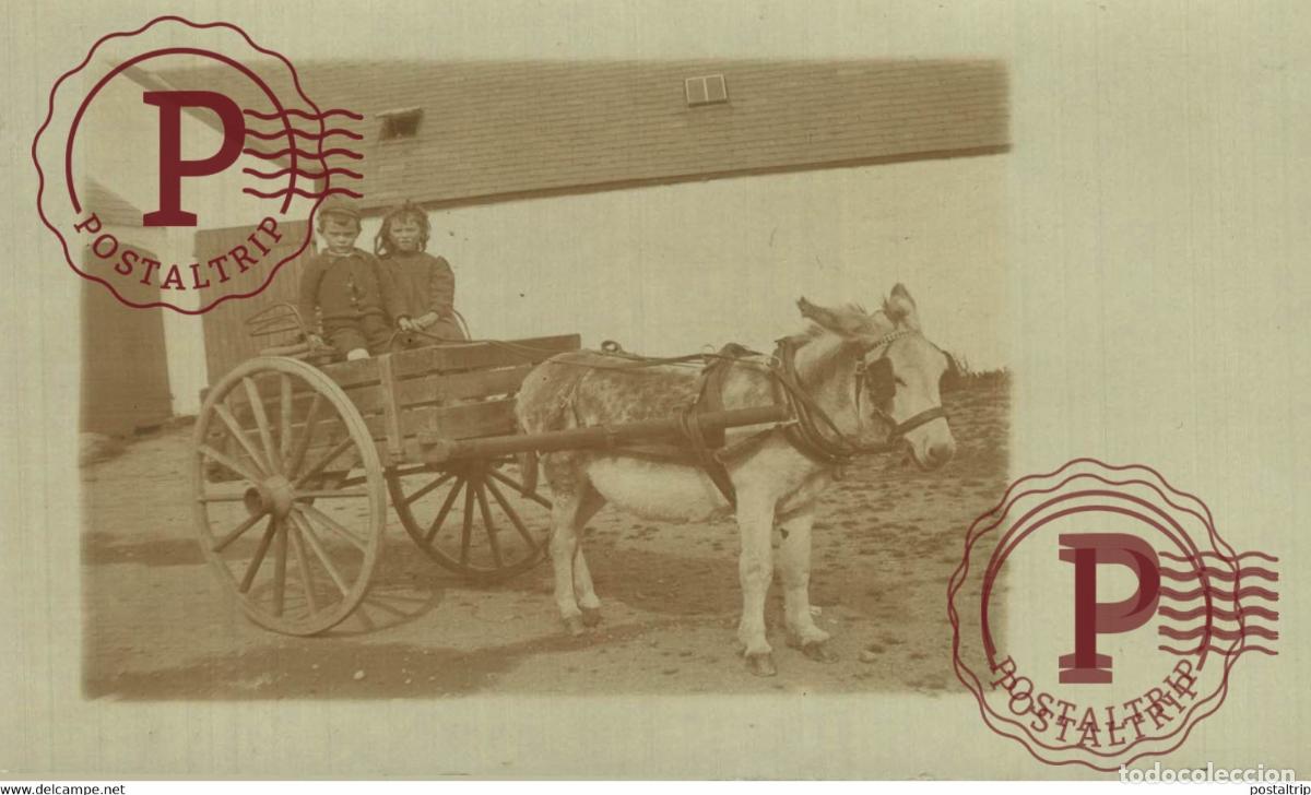 Fotograf&iacute;a antigua: RPPC TRANSPORT TRANSPORTE BURROS DONKEYS &Acirc;NES ANIMALES ANIMALS LEX ANIMAUX