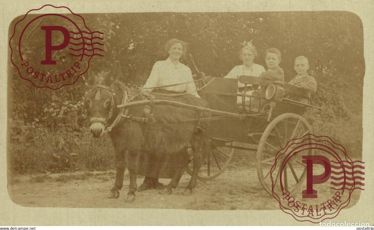 Fotograf&iacute;a antigua: RPPC TRANSPORT TRANSPORTE BURROS DONKEYS &Acirc;NES ANIMALES ANIMALS LEX ANIMAUX