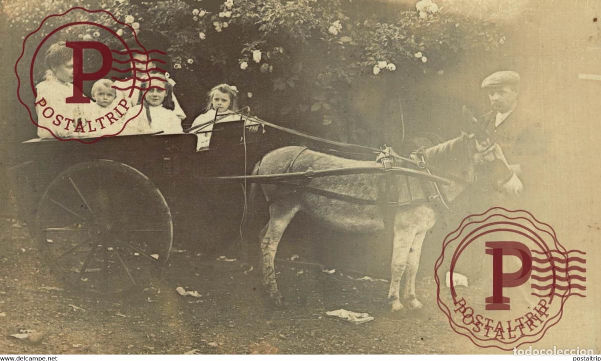 Fotograf&iacute;a antigua: RPPC TRANSPORT TRANSPORTE BURROS DONKEYS &Acirc;NES ANIMALES ANIMALS LEX ANIMAUX