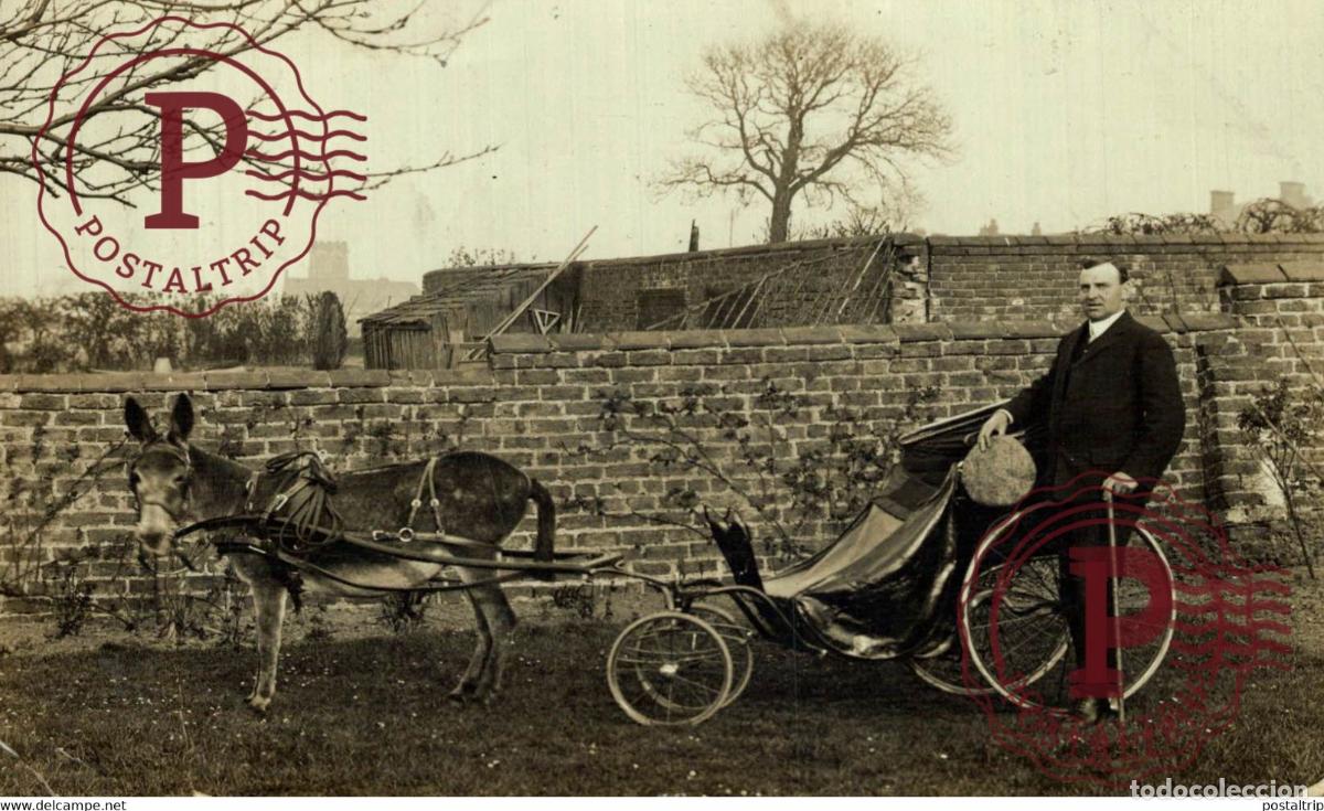 Fotograf&iacute;a antigua: RPPC TRANSPORT TRANSPORTE BURROS DONKEYS &Acirc;NES ANIMALES ANIMALS LEX ANIMAUX