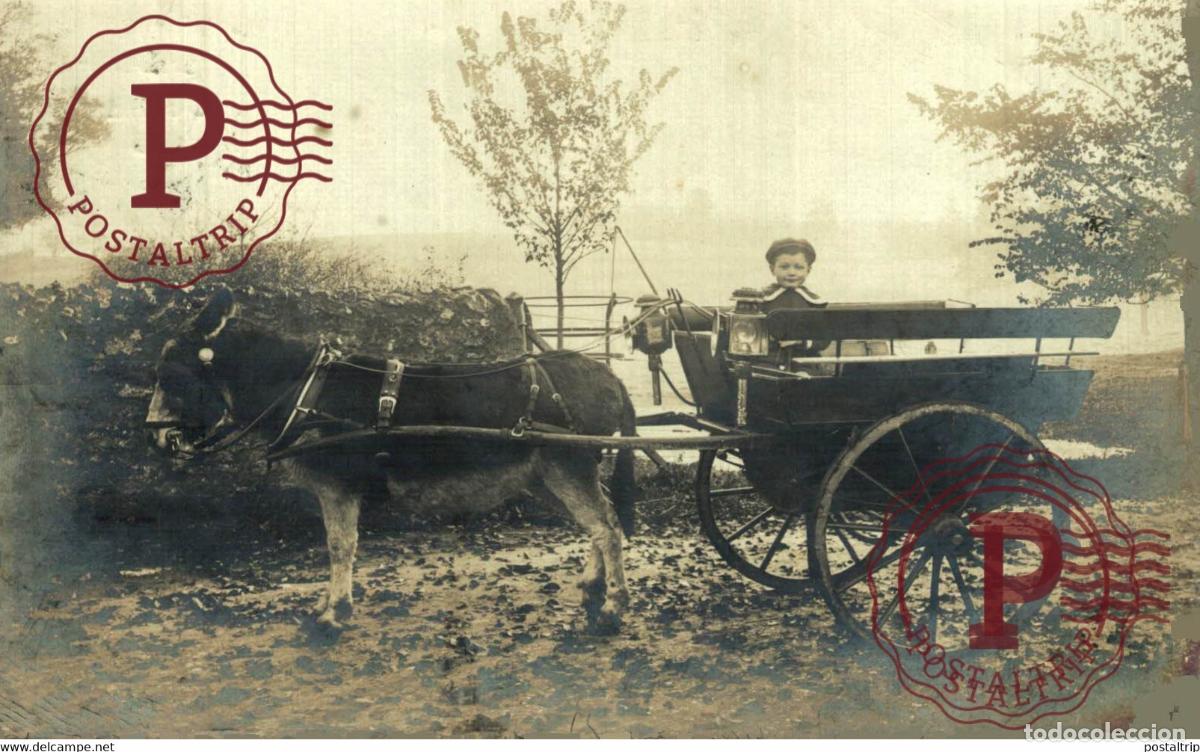 Fotograf&iacute;a antigua: RPPC TRANSPORT TRANSPORTE BURROS DONKEYS &Acirc;NES ANIMALES ANIMALS LEX ANIMAUX