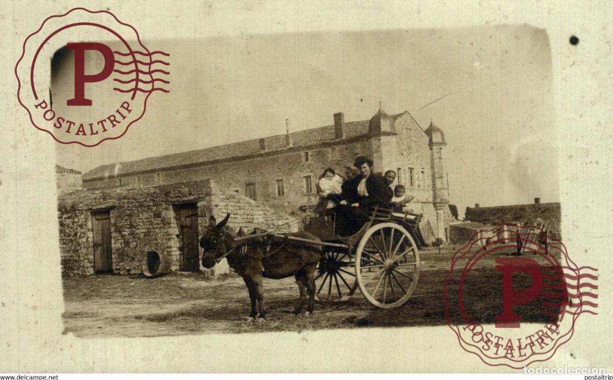 Fotograf&iacute;a antigua: RPPC TRANSPORT TRANSPORTE BURROS DONKEYS &Acirc;NES ANIMALES ANIMALS LEX ANIMAUX