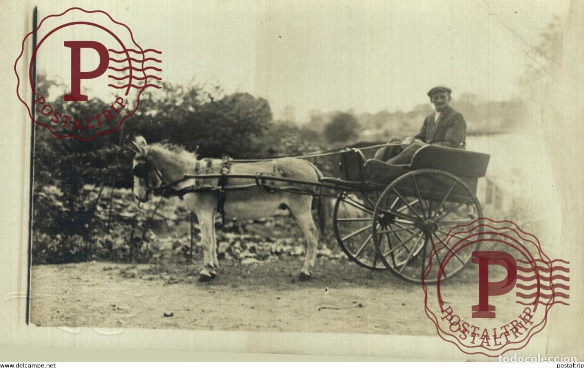 Fotograf&iacute;a antigua: RPPC TRANSPORT TRANSPORTE BURROS DONKEYS &Acirc;NES ANIMALES ANIMALS LEX ANIMAUX