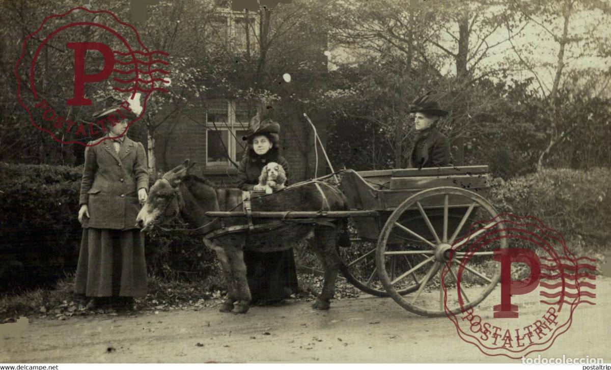 Fotograf&iacute;a antigua: RPPC TRANSPORT TRANSPORTE BURROS DONKEYS &Acirc;NES ANIMALES ANIMALS LEX ANIMAUX