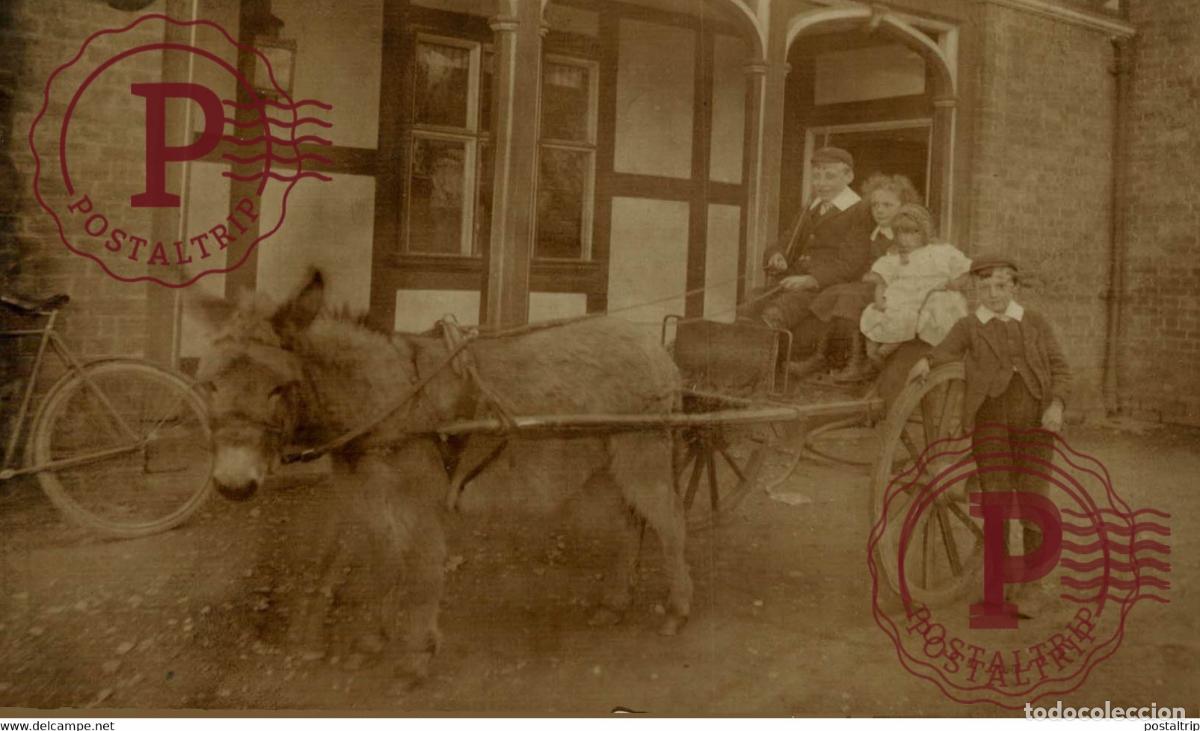 Fotograf&iacute;a antigua: RPPC TRANSPORT TRANSPORTE BURROS DONKEYS &Acirc;NES ANIMALES ANIMALS LEX ANIMAUX