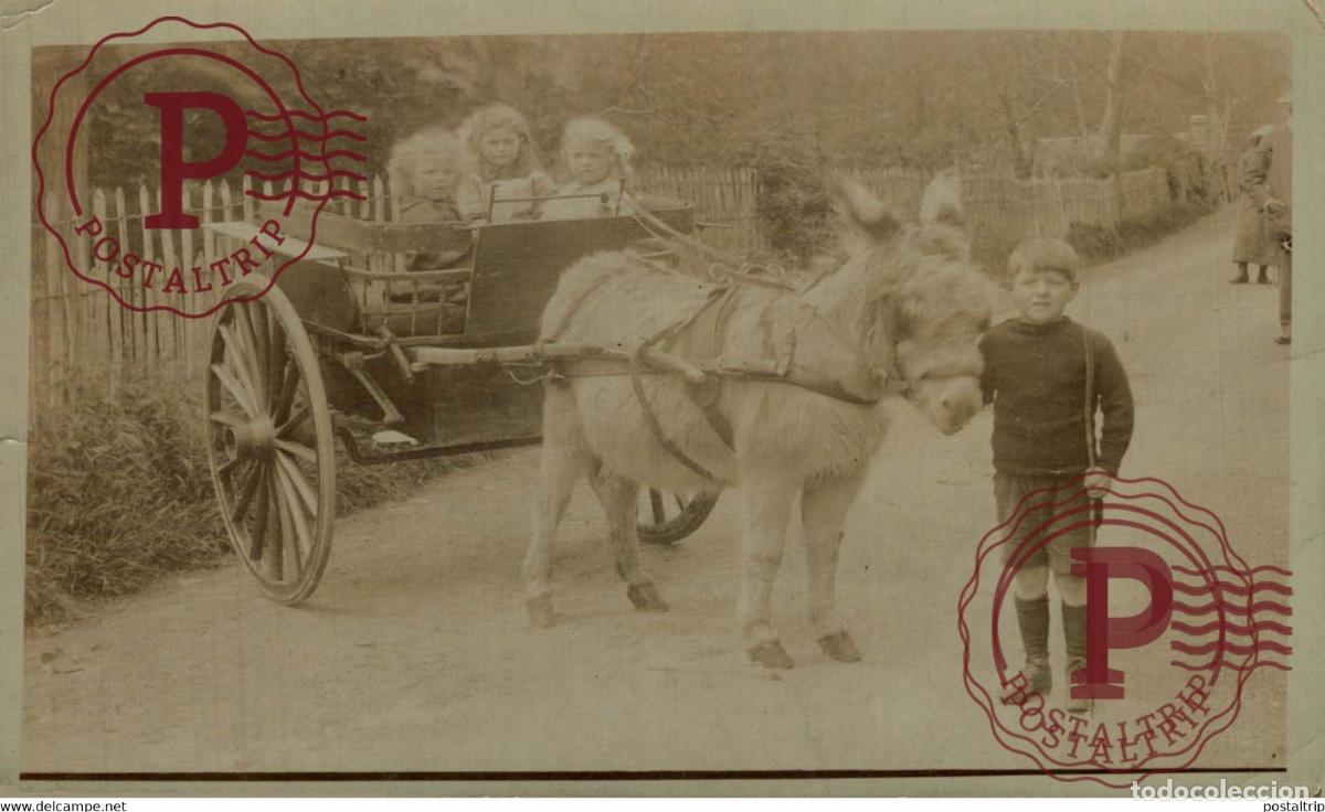 Fotograf&iacute;a antigua: RPPC TRANSPORT TRANSPORTE BURROS DONKEYS &Acirc;NES ANIMALES ANIMALS LEX ANIMAUX