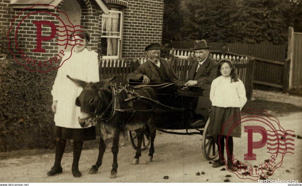 Fotograf&iacute;a antigua: RPPC TRANSPORT TRANSPORTE BURROS DONKEYS &Acirc;NES ANIMALES ANIMALS LEX ANIMAUX