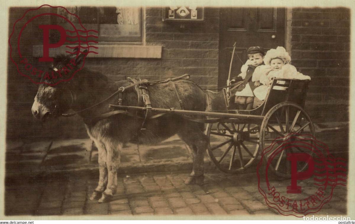 Fotograf&iacute;a antigua: RPPC TRANSPORT TRANSPORTE BURROS DONKEYS &Acirc;NES ANIMALES ANIMALS LEX ANIMAUX
