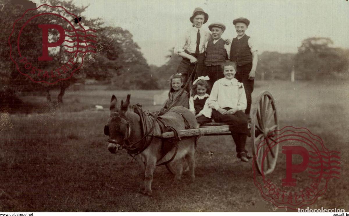 Fotograf&iacute;a antigua: RPPC TRANSPORT TRANSPORTE BURROS DONKEYS &Acirc;NES ANIMALES ANIMALS LEX ANIMAUX