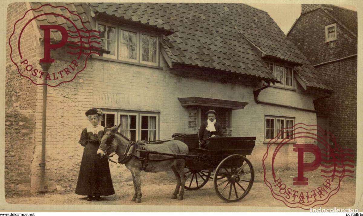 Fotograf&iacute;a antigua: RPPC TRANSPORT TRANSPORTE BURROS DONKEYS &Acirc;NES ANIMALES ANIMALS LEX ANIMAUX