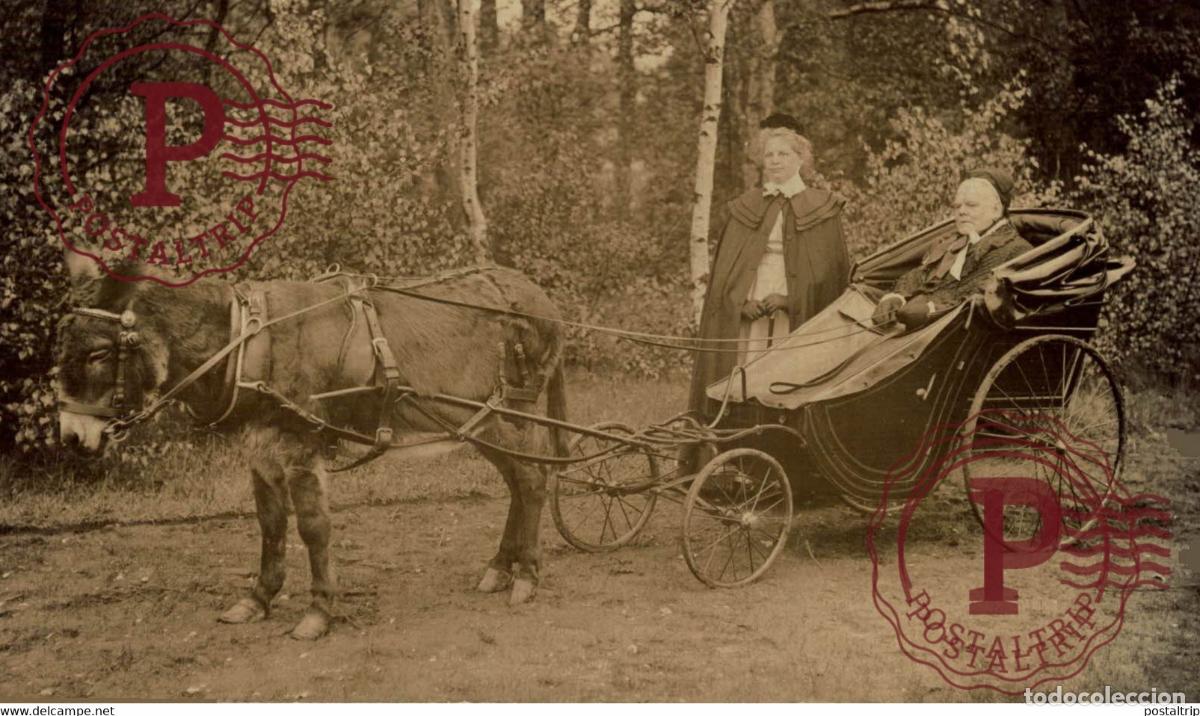 Fotograf&iacute;a antigua: RPPC TRANSPORT TRANSPORTE BURROS DONKEYS &Acirc;NES ANIMALES ANIMALS LEX ANIMAUX