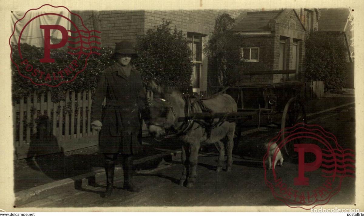 Fotograf&iacute;a antigua: RPPC TRANSPORT TRANSPORTE BURROS DONKEYS &Acirc;NES ANIMALES ANIMALS LEX ANIMAUX