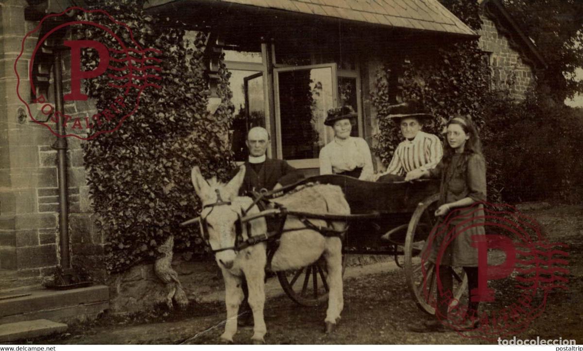 Fotograf&iacute;a antigua: RPPC TRANSPORT TRANSPORTE BURROS DONKEYS &Acirc;NES ANIMALES ANIMALS LEX ANIMAUX