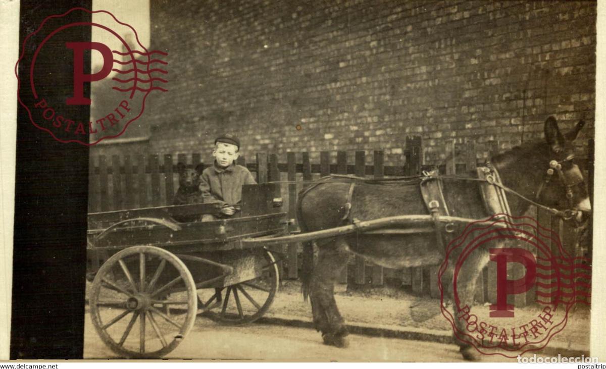 Fotograf&iacute;a antigua: RPPC TRANSPORT TRANSPORTE BURROS DONKEYS &Acirc;NES ANIMALES ANIMALS LEX ANIMAUX