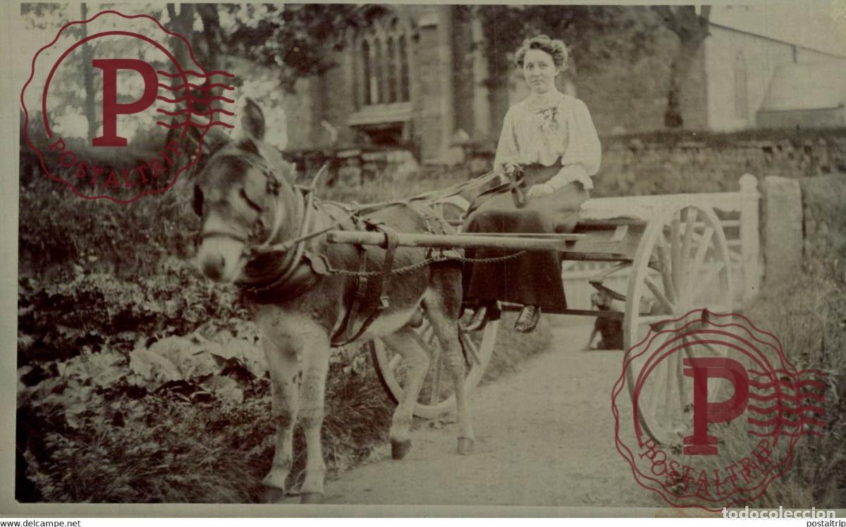 Fotograf&iacute;a antigua: RPPC TRANSPORT TRANSPORTE BURROS DONKEYS &Acirc;NES ANIMALES ANIMALS LEX ANIMAUX