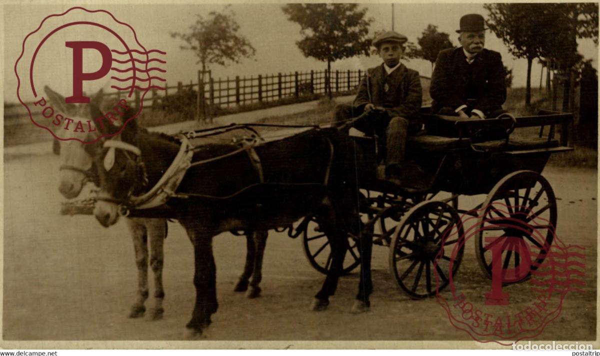 Fotograf&iacute;a antigua: RPPC TRANSPORT TRANSPORTE BURROS DONKEYS &Acirc;NES ANIMALES ANIMALS LEX ANIMAUX