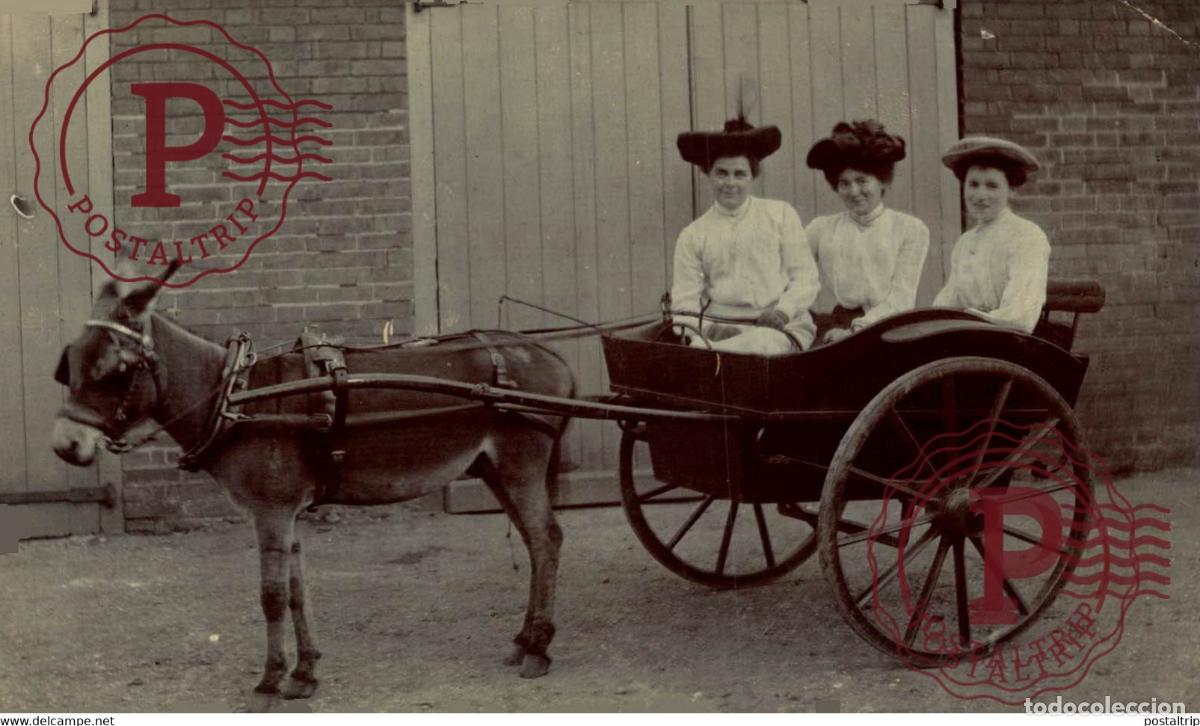 Fotograf&iacute;a antigua: RPPC TRANSPORT TRANSPORTE BURROS DONKEYS &Acirc;NES ANIMALES ANIMALS LEX ANIMAUX