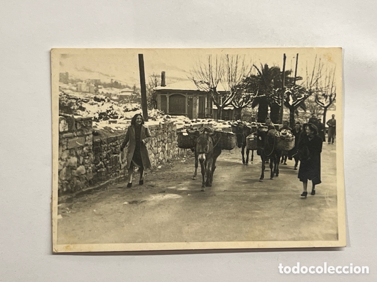 Fotograf&iacute;a antigua: TOLOSA, Navarra. Fotograf&iacute;a Asnos y Mulas.. regresando tras una gran nevada&hellip; (h.1950?)