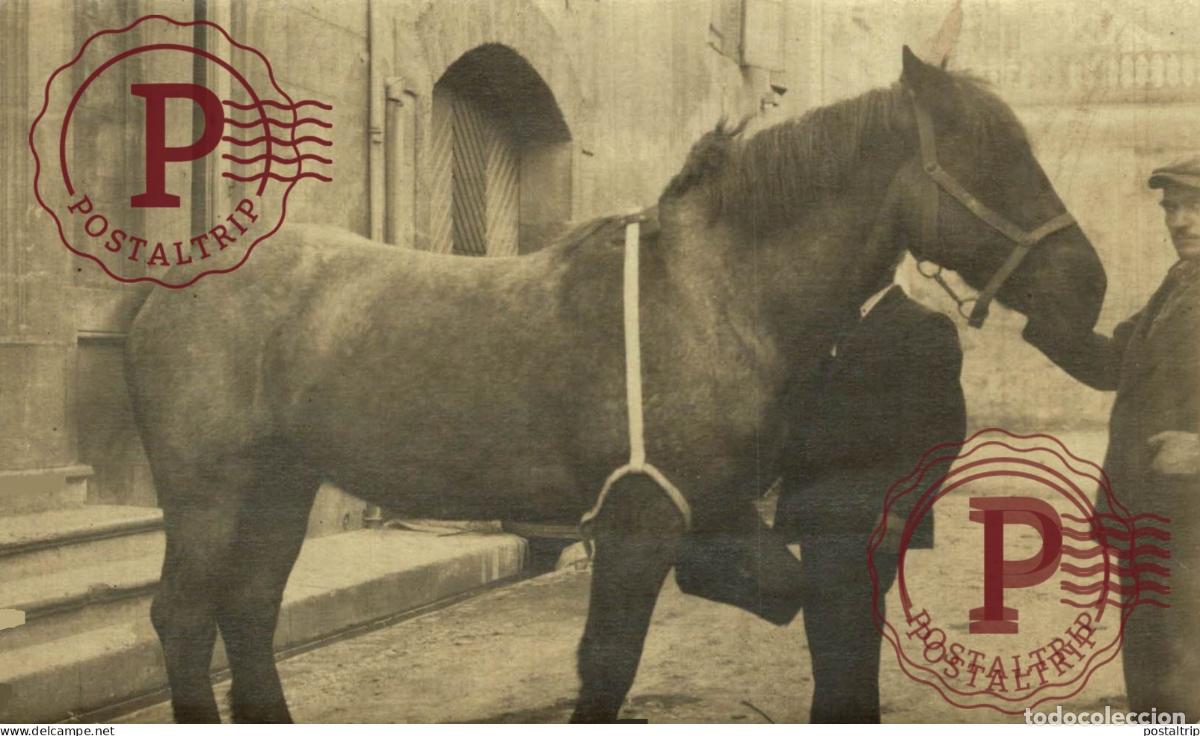 Fotograf&iacute;a antigua: RPPC. CABALLO. HORSE. CHEVAL.