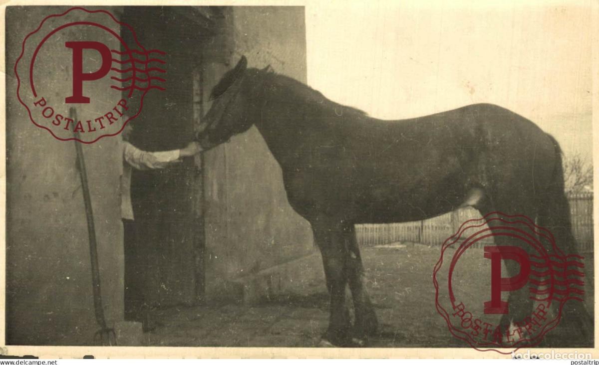 Fotograf&iacute;a antigua: RPPC. FOTOPOSTAL. CABALLO. CHEVAL. HORSE.