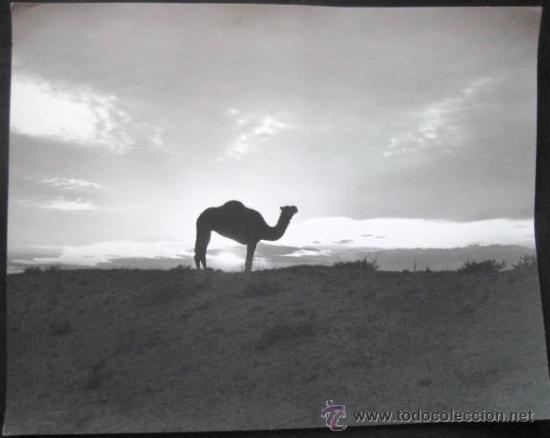 Fotografia antiga: FOTOGRAFIA DESIERTO DE ARGELIA. A&Ntilde;OS 60. ENVIO GRATIS&iexcl;&iexcl;&iexcl;&iexcl;