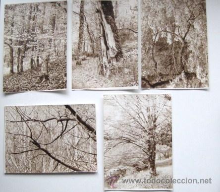 Fotografia antiga: HAYEDO DE MONTEJO. 5 FOTOS. A&Ntilde;OS 70. VIRADAS AL SEPIA. ENVIO GRATIS&iexcl;&iexcl;&iexcl;