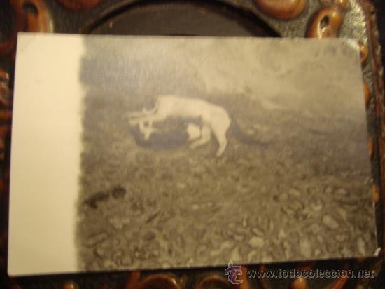 Fotografia antica: antigua fotografia a&ntilde;os 50 / 60, gata dando de mamar