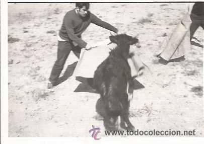 Fotografia antiga: ** D393 - FOTOGRAFIA - JOVEN TOREANDO UNA VAQUILLA - 1970
