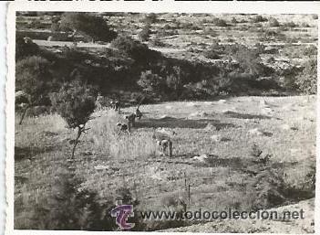 Fotograf&iacute;a antigua: :::: H151 - FOTOGRAFIA - PAISAJE