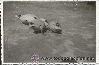 Fotografia antica: ** SS377 - FOTOGRAFIA - PATITOS COMIENDO