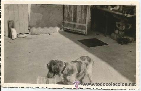 Fotografia antica: :::: A557 - FOTOGRAFIA - PERRITO