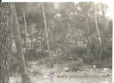 Fotografia antica: ^^^ B645 - FOTOGRAFIA - PAISAJE - BOSQUE