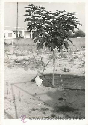 Fotograf&iacute;a antigua: ^^^ B657 - FOTOGRAFIA - HIGUERA