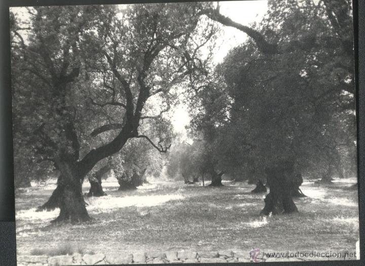 Fotograf&iacute;a antigua: MORELLA - OLIVOS CENTENARIOS - Foto 1