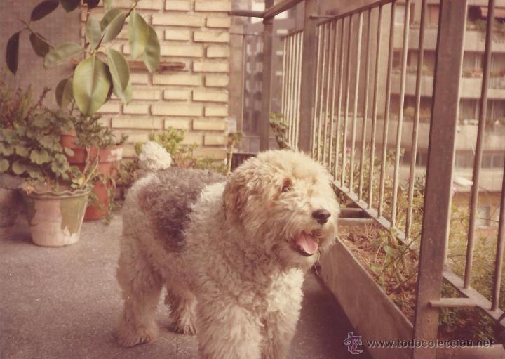 Fotograf&iacute;a antigua: *** G685 - FOTOGRAFIA - PERRITO