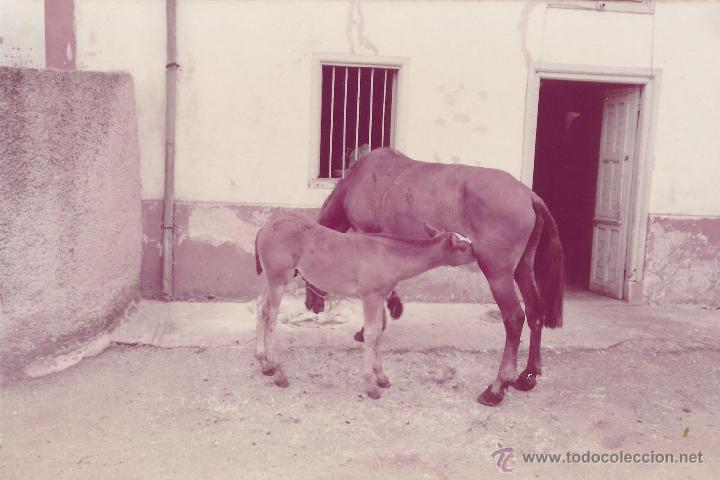 Alte Fotografie: :::: VF05 - FOTOGRAFIA - YEGUA CON SU POTRILLO