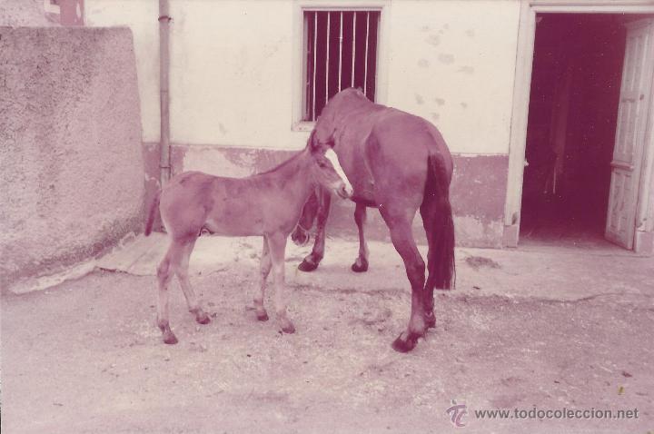 Alte Fotografie: :::: VF04 - FOTOGRAFIA - YEGUA CON SU POTRILLO