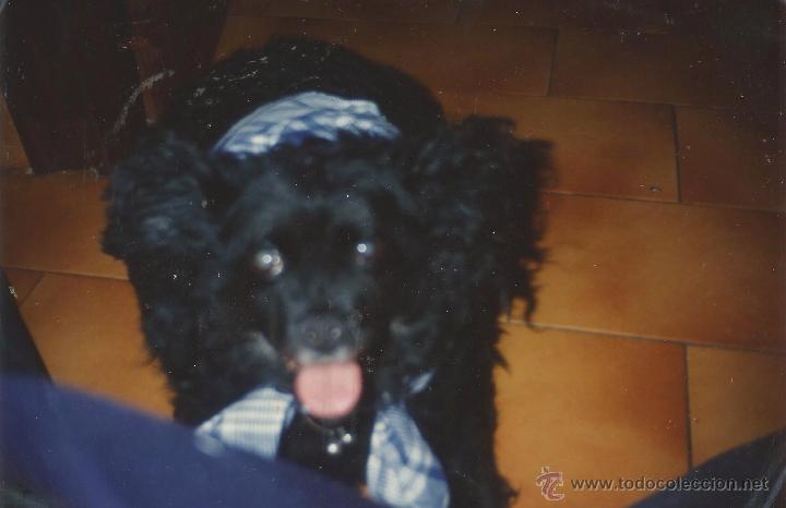 Fotograf&iacute;a antigua: :::: B706 - FOTOGRAFIA - PERRITO
