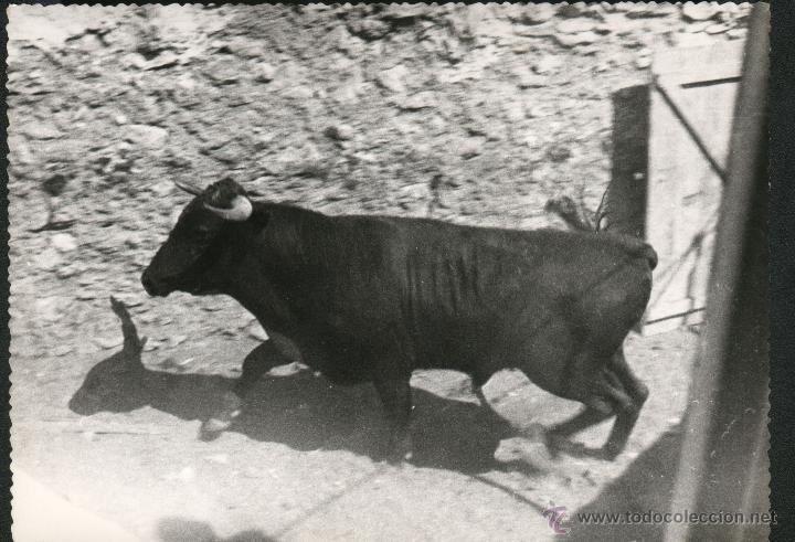 Fotograf&iacute;a antigua: TORO - Foto 1
