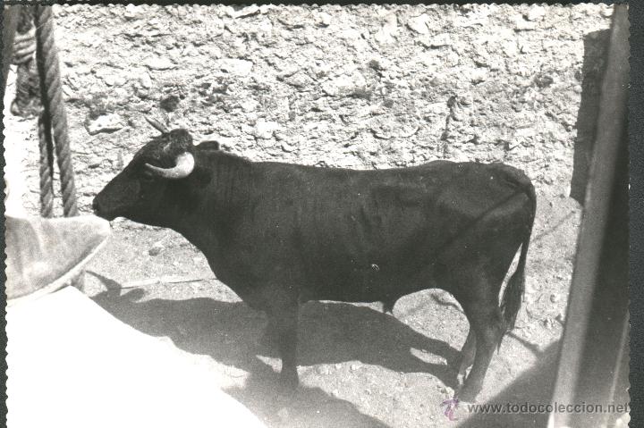 Fotograf&iacute;a antigua: TORO - Foto 1
