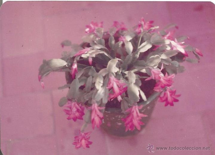 Alte Fotografie: ** H448 - FOTOGRAFIA - BONITA PLANTA