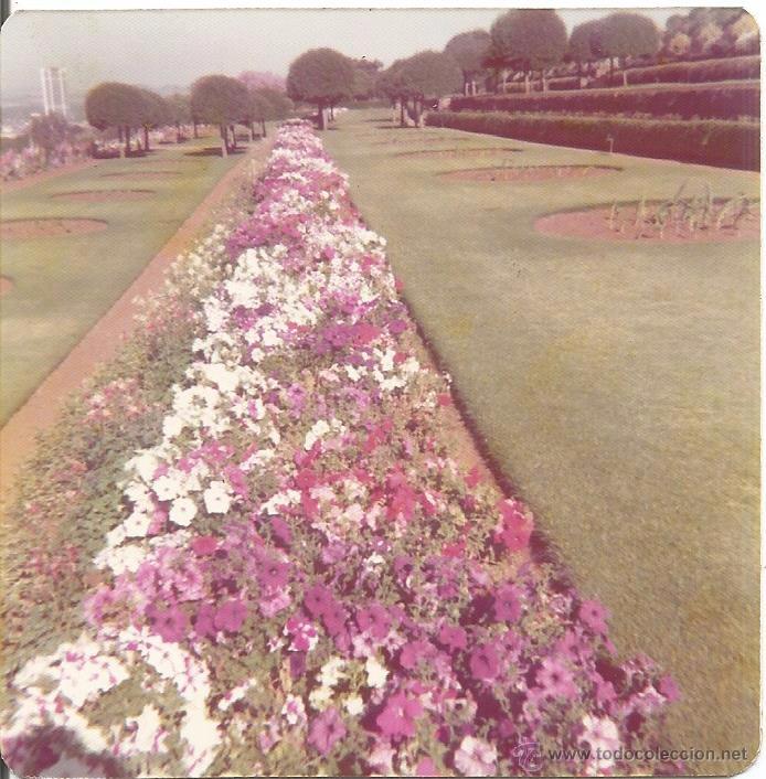 Antique Photography: :::: H87 - FOTOGRAFIA - PAISAJE - JARDIN