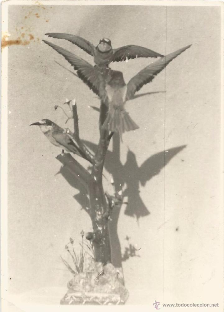 Antique Photography: ** H753 - FOTOGRAFIA - BONITO CENTRO CON TRES PAJARITOS - RF. V60