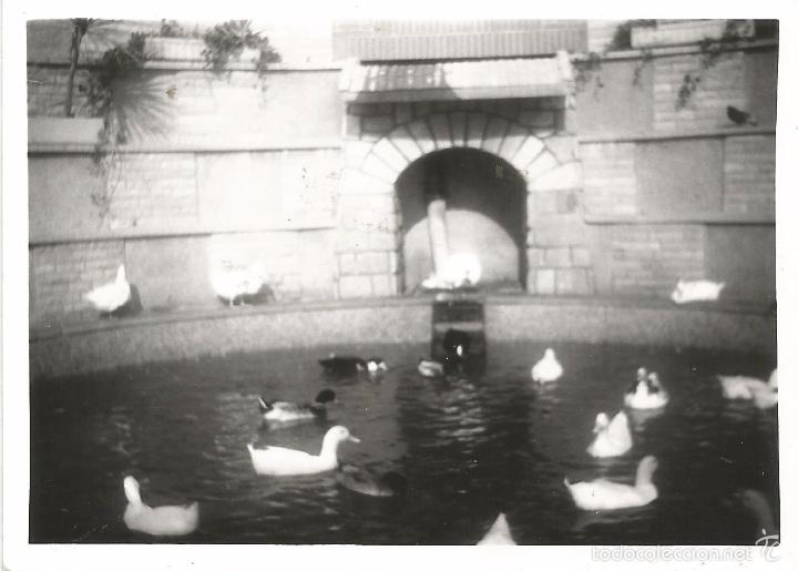 Alte Fotografie: ** T75 - FOTOGRAFIA - PAISAJE - PATOS EN UN ESTANQUE - RF. 070516