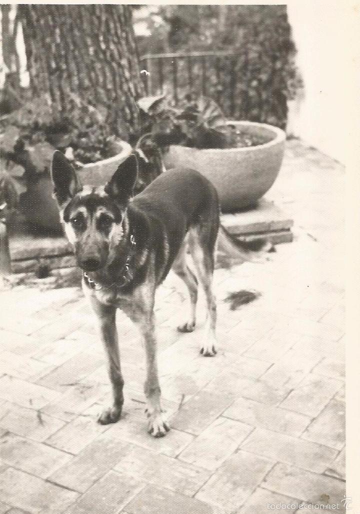 Fotografia antica: :::: G423 - FOTOGRAFIA - PERRITO