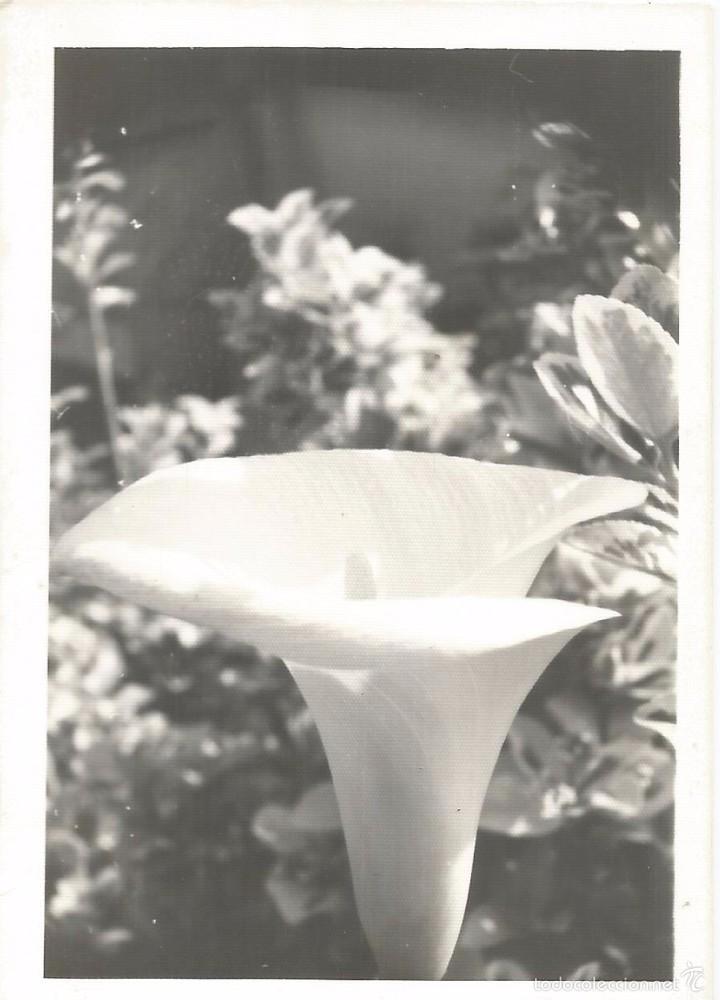 Fotografia antica: :::: T448- FOTOGRAFIA - PAISAJE - FLOR