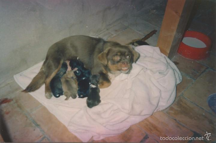 Fotografia antiga: ** PN250 - FOTOGRAFIA - PERRITA CON SU CAMADA
