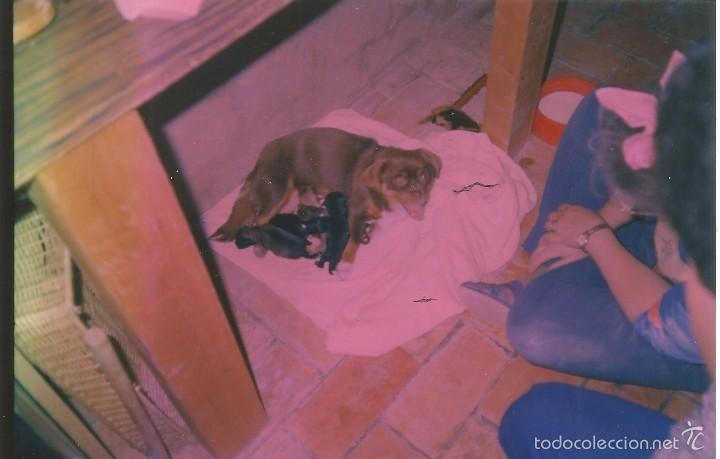 Fotografia antiga: ** PN251 - FOTOGRAFIA - PERRITA CON SU CAMADA