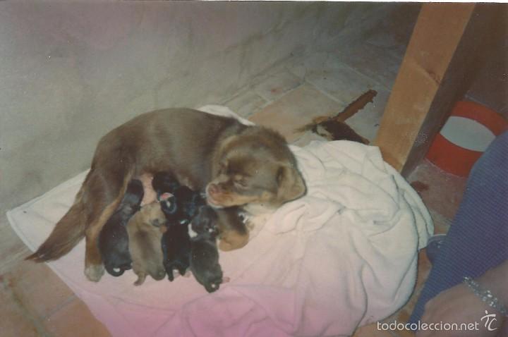 Fotografia antiga: ** PN252 - FOTOGRAFIA - PERRITA CON SU CAMADA