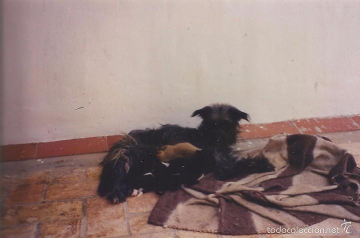 Fotografia antiga: ** PN253 - FOTOGRAFIA - PERRITA CON SU CAMADA